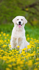 Cute Dog Sitting And Smiling in Flowers