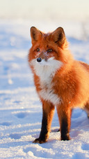 The red fox leaped among the trees