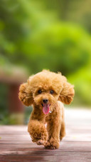 Dog312