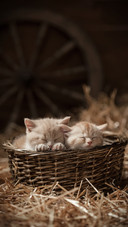 猫妈妈的育儿之道