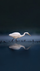 Heron in the middle of the lake