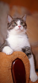 The cutest cats-PAIXIN