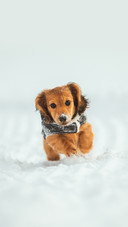 Long Haired Dachshund Puppy playing in the snow