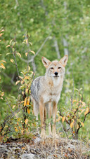 animal9