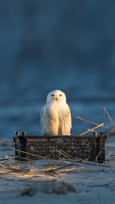 Snowy Owl on the Beach