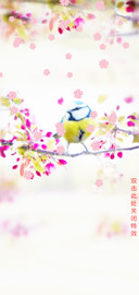 春意绵绵
