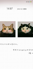 喂你一口猫粮