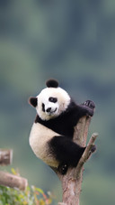 The Baby Panda Hangs High in the Tree