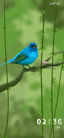 Bird's Nest