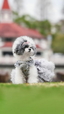 A healthy weight loss guide for overweight dogs