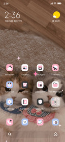 Ins cute cat