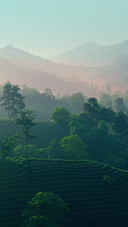 Clouds and mists swirl around the tea mountains