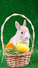 Rabbit