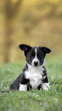 A Cute Dog Sitting on The Grass
