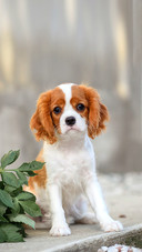 A Cavalier King Charles Spaniel walking in the park