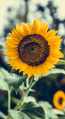 Sunflower Dream (2)