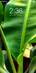 Banana Leaves_DWM3