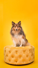 Dog400