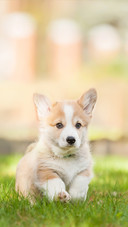 A Pembroke Welsh Corgi Puppy Lying on Grass
