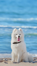 White Dog Sitting on the Beach on Sea Background