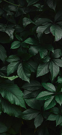 Shadows of Green Leaves-PAIXIN