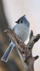 Beautiful Bird