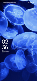 Sea Jellies