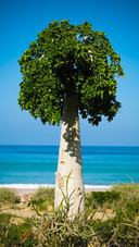 A solitary tree on the beach