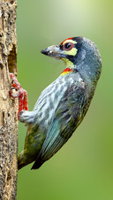 India-bird