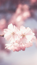 flower power (9)