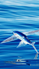 Flying fish at sea