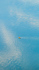 Duck on the lake