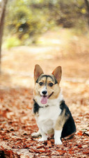 Dog (3)