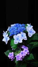 Tips for raising flowers in autumn and winter 91