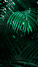 Green tropical plant