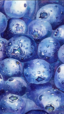 Watercolor Illustration Blueberry Covered Series