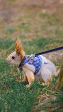 Little rabbit pet