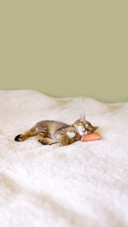 Small Kitty with Mouse