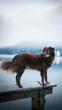 Dog at a bridge at the lake