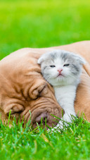 How good is the relationship between dogs and cats 70