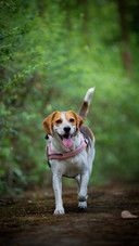Dog350