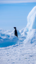 Penguin on Iceberg in Antarctica