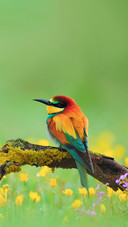 Beautiful Bird