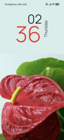 Ruby Anthurium