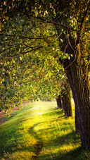 Green forest