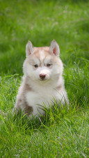 Cute Siberian Husky Puppy on Grass