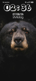 Bear
