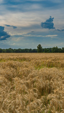 Theatrical Sky Beneath the Golden Wheat Field
