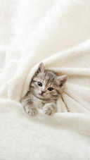 Cute Tabby Kitten Lies on White Soft Blanket