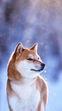 如何分辨秋田犬和柴犬